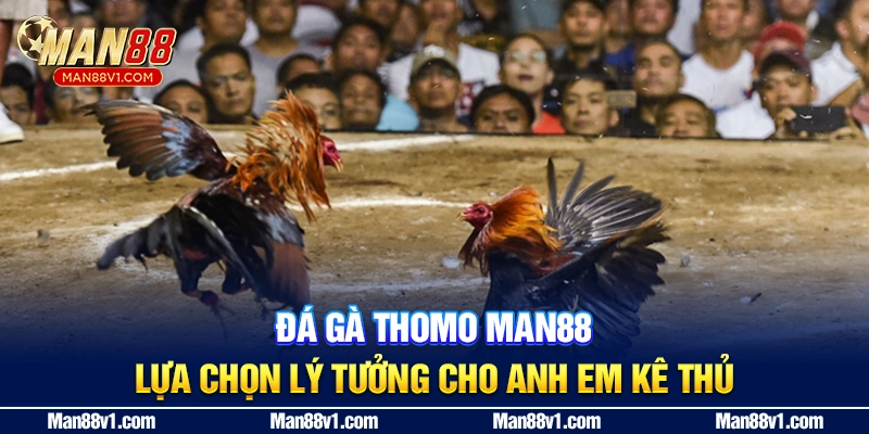 Đá Gà Thomo Man88 - Lựa Chọn Lý Tưởng Cho Anh Em Kê Thủ