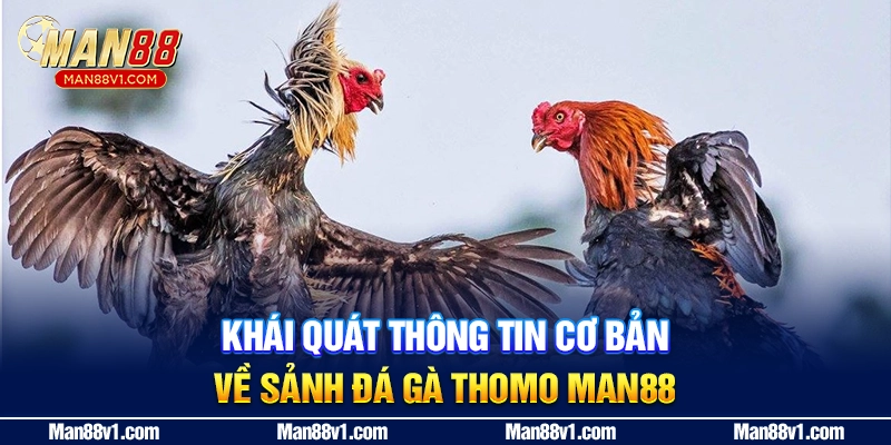 Khái quát thông tin cơ bản về sảnh đá gà thomo MAN88
