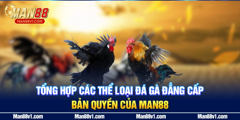 Tổng hợp các thể loại đá gà đẳng cấp bản quyền của MAN88